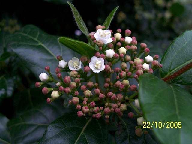 Viburnum tinus / Viburno-tino